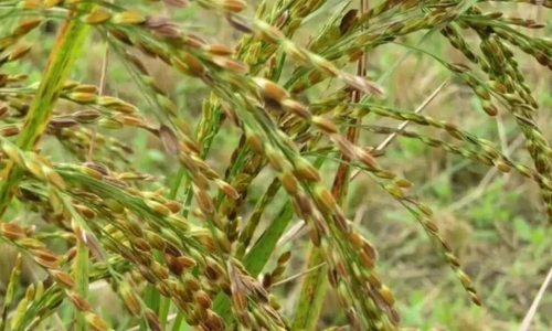 கபிலர்மலை வட்டாரத்தில்   மரபுசார் நெல் ரகங்கள் பாதுகாப்பு   இயக்கத்தில் பங்கேற்க   அழைப்பு