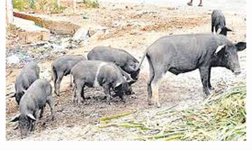 திருச்சி பகுதிகளில் சுற்றிய 50 பன்றிகள் பிடிப்பட்டன - மாநகராட்சி அதிரடி நடவடிக்கை