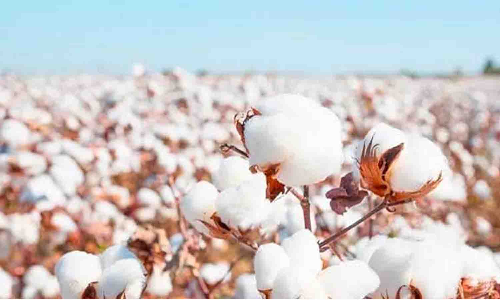 பஞ்சு ஏற்றுமதியை தடை செய்ய வேண்டும் - பனியன் உற்பத்தியாளர்கள் வலியுறுத்தல்