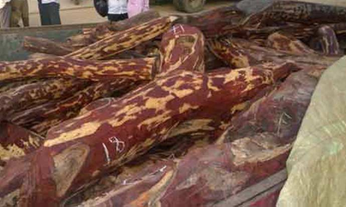 ஆந்திராவில் கடத்தல் கும்பலிடம் இருந்து பறிமுதல் செய்யப்பட்ட செம்மரங்களை ரூ.3 ஆயிரம் கோடிக்கு ஏலம் விட முடிவு