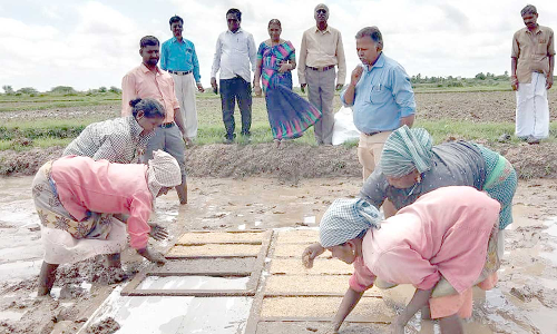 பாரம்பரிய நெல் ரகங்கள் சாகுபடி