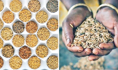 விவசாயிகள் பாரம்பரிய நெல் ரகங்களை பயிரிட வேண்டும்