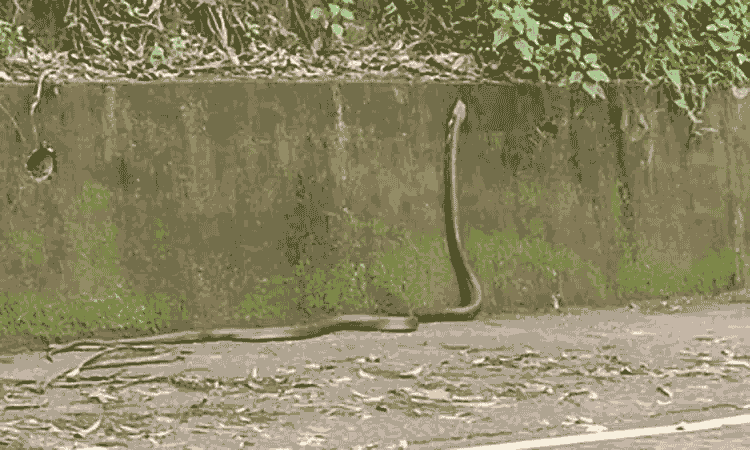 சாலைக்கு வந்த 12 அடி நீள ராஜநாகம்