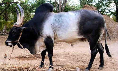 பழையகோட்டையில் காங்கேயம் இன மாடுகள் ரூ.24 லட்சத்துக்கு விற்பனை