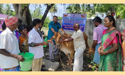 கால்நடை குடற்புழு நீக்க சிகிச்சை முகாம்