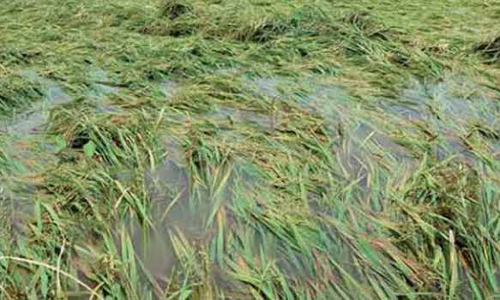 திருக்கழுக்குன்றம் பகுதியில் மழையால் 1000 ஏக்கர் நெற்பயிர் சேதம்-  விவசாயிகள் வேதனை