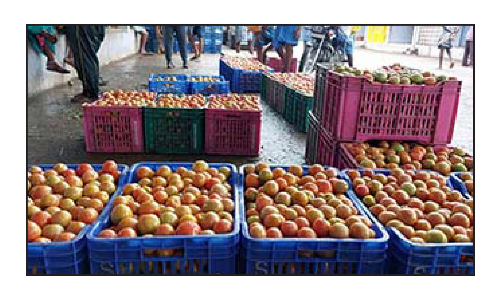 தருமபுரி மாவட்டத்தில்  தொடர் மழையால் தக்காளி விலை திடீர் உயர்வு