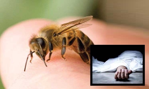 குளவி கொட்டி பெண் பலி