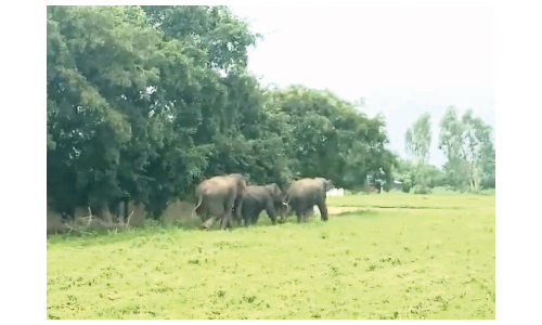 தேன்கனிக்கோட்டை அருகே  ஊருக்குள் புகுந்த யானை கூட்டம்  -வனப்பகுதிக்குள் விரட்ட ஏற்பாடு