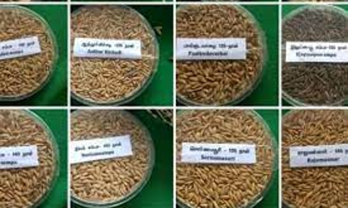 பாரம்பரிய நெல் விதைகள் மானிய விலையில் விவசாயிகளுக்கு வினியோம்