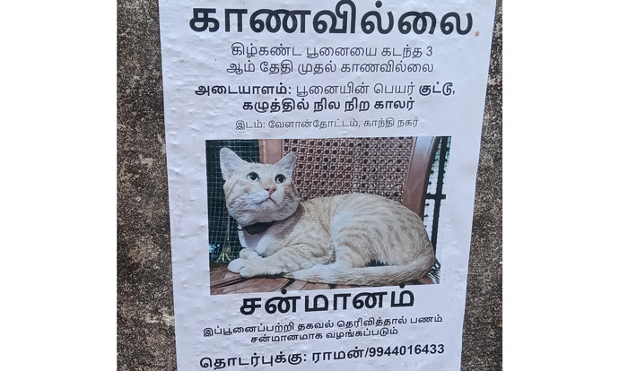 மாயமான பூனையை கண்டுபிடித்தால் சன்மானம்- புதுவை நகர பகுதியில் காணவில்லை போஸ்டர் மாயமான பூனையை கண்டுபிடித்தால் சன்மானம்- புதுவை நகர பகுதியில் காணவில்லை போஸ்டர்