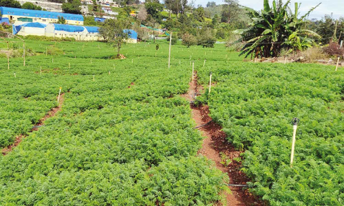 கேரட் கொள்முதல் விலை உயர்வு- விவசாயிகள் மகிழ்ச்சி