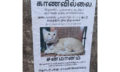 மாயமான பூனையை கண்டுபிடித்தால் சன்மானம்- புதுவை நகர பகுதியில் காணவில்லை போஸ்டர்