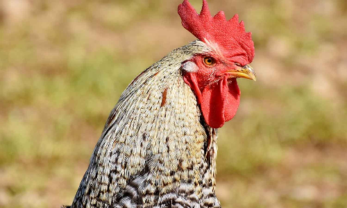 2 பேர் சொந்தம் கொண்டாடியதால் குழப்பம்- 24 மணி நேரமாக சேவலின் பின்னால் சுற்றிய போலீஸ்காரர்கள்