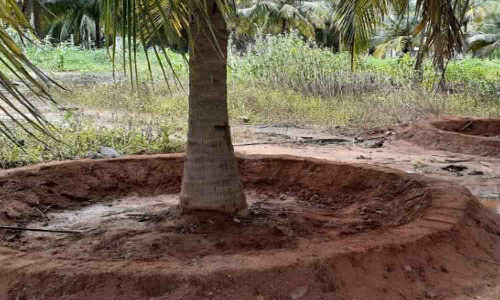 தென்னந்தோப்புகளில் வட்ட பாத்தி - வரப்புகள் அமைக்க விண்ணப்பிக்கலாம்
