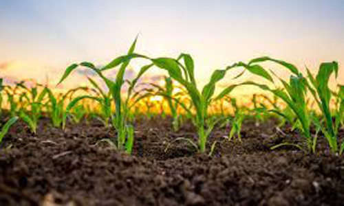 மத்திய, மாநில அரசு தடை செய்த மரபணு மாற்றம் செய்யப்பட்ட விதைகளை விற்பதும் வாங்குவதும் மிகப்பெரிய குற்றம் - வேளாண்மைத்துறை எச்சரிக்கை