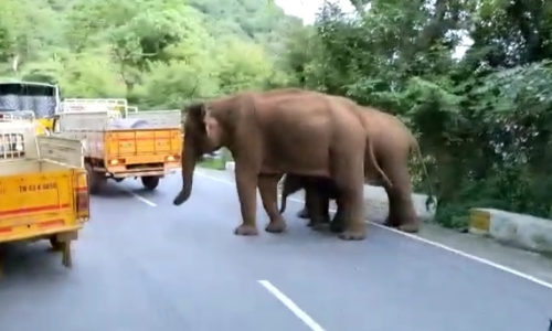 வாகனங்களை மறித்து உணவு தேடும் யானைகள்