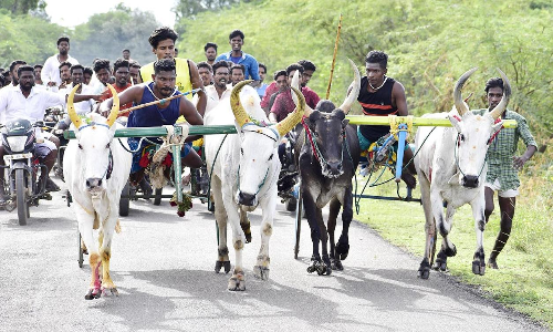 கோவில் திருவிழாவில் மாட்டுவண்டி பந்தயம்