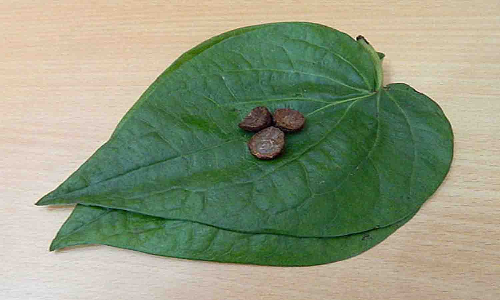 செயற்கை சாயம் பூசிய வெட்டுப்பாக்கு - உணவு பாதுகாப்புத்துறை எச்சரிக்கை