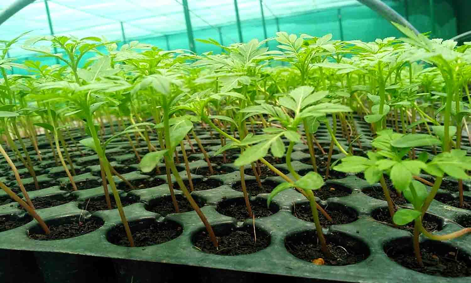 தோட்டக்கலை துறை சார்பில்  விவசாயிகளுக்கு மானியத்துடன் கூடிய விவசாய பொருட்கள்