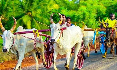 அனுமதியின்றி மாட்டு வண்டி பந்தயம்; 5 பேர் மீது வழக்குப்பதிவு