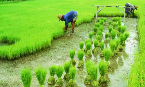 தொடர் மழையால் மானாவாரி சாகுபடிக்கான விதைப்பு பணிகள் தீவிரம்