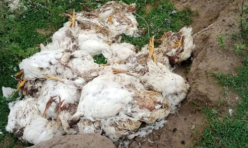 திட்டக்குடி அருகே வெள்ளாற்றில் மர்மமான முறையில் கொட்டப்படும் கோழிகள்