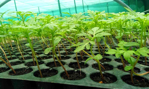 தோட்டக்கலை துறை சார்பில்  விவசாயிகளுக்கு மானியத்துடன் கூடிய விவசாய பொருட்கள்