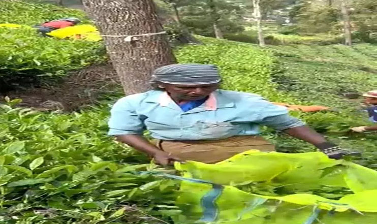 பாட்டு பாடி தேயிலை பறிக்கும் பெண்