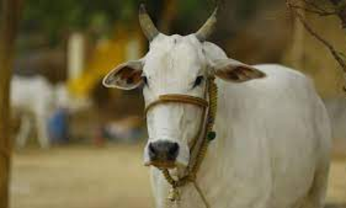 பசுமாட்டை திருடியவர் கைது