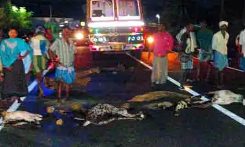 லாரி மோதி 7 ஆடுகள் பலி