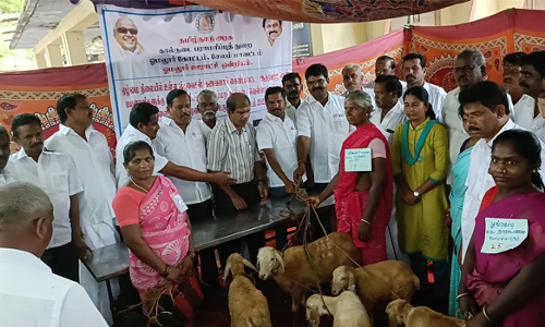 ஓமலூர் ஒன்றியத்தில் 2-ம் கட்டமாக  ஆதரவற்றோர், விதவை பெண்களுக்கு இலவச ஆடுகள் வழங்கல்