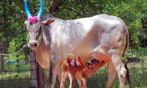 காங்கயம் இன மாட்டு பாலுக்கு அதிகரிக்கும் மவுசு- கொள்முதல் நிலையம் அமைக்க விவசாயிகள் வலியுறுத்தல்