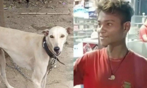 திருட வந்தபோது நாயிடம் வசமாக சிக்கிய திருடன்