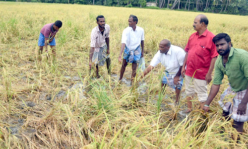 குறுவை நெற்பயிர்களை சேதப்படுத்தும் காட்டுப்பன்றிகள்; நடவடிக்கை எடுக்க விவசாயிகள் கோரிக்கை