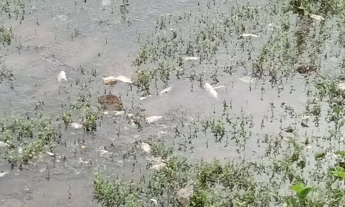 வரட்டுபள்ளம் அணையில் செத்து மிதந்த மீன்கள்