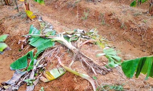 களக்காடு அருகே  வாழைகளை நாசம்  செய்த காட்டுப்பன்றிகள் -விவசாயிகள் வேதனை
