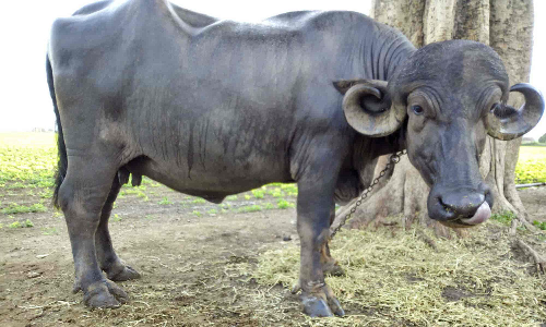 சாலையோரம் உள்ள கழிவு நீர் வடிகாலில் விழுந்த எருமை மாடு மீட்பு