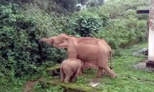 போலீஸ் குடியிருப்புக்குள் புகுந்த காட்டு யானை