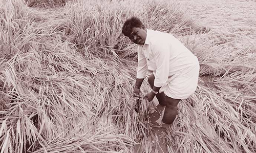 தொடர் மழையால் தண்ணீர் தேங்கியது- ஊத்துக்கோட்டை பகுதியில் 300 ஏக்கர் நெற்பயிர் சேதம்