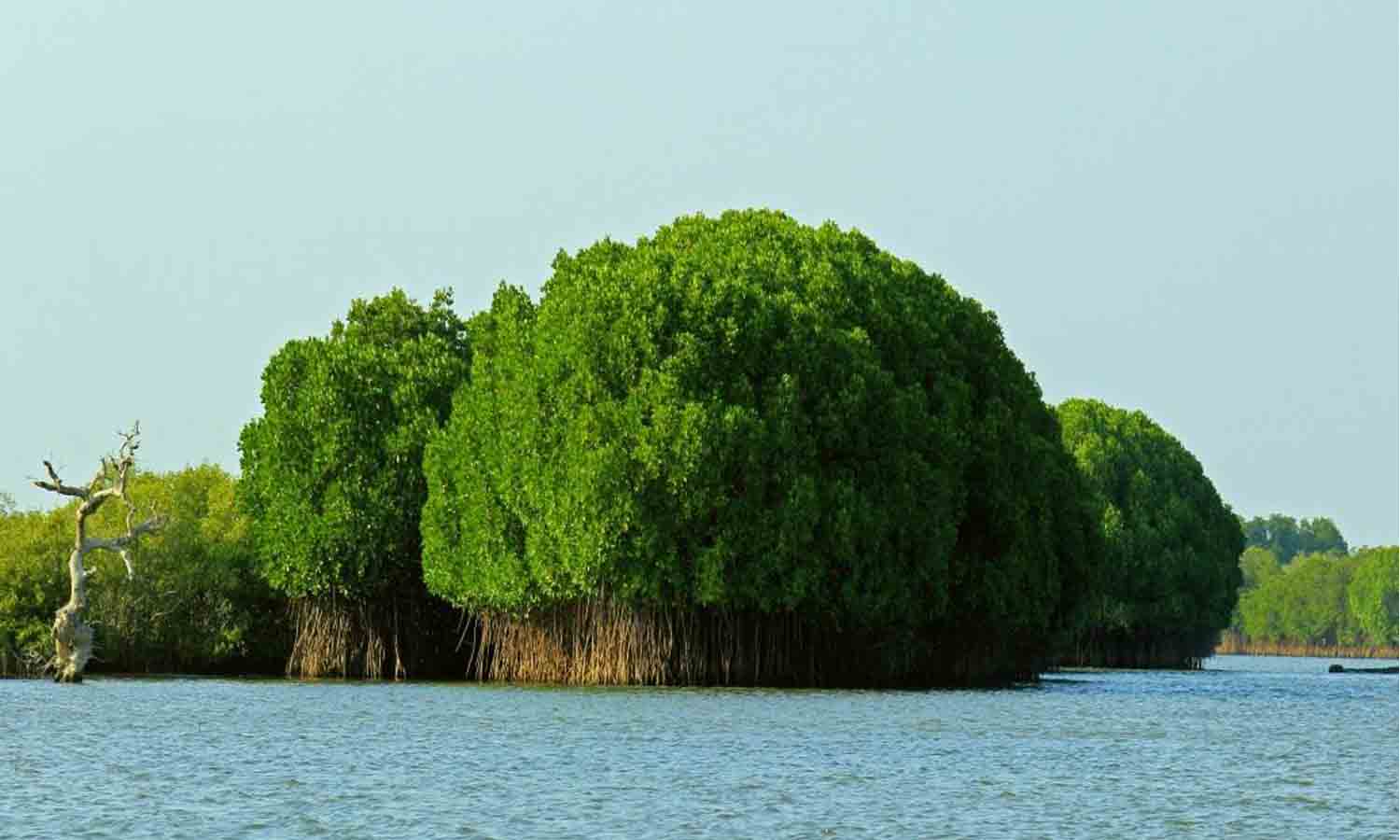 உடுமலை அமராவதி வனச்சரகங்களில் கிடப்பில் கிடக்கும் இயற்கை சூழல் சுற்றுலா திட்டம் - சுற்றுலா பயணிகள் ஏமாற்றம் உடுமலை அமராவதி வனச்சரகங்களில் கிடப்பில் கிடக்கும் இயற்கை சூழல் சுற்றுலா திட்டம் - சுற்றுலா பயணிகள் ஏமாற்றம்