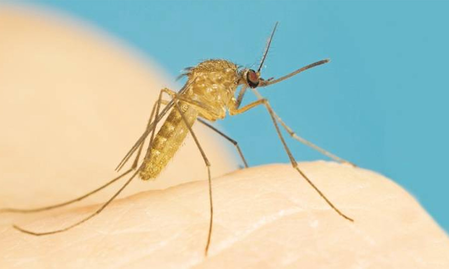 1032 கொசு புழு ஒழிப்பு பணியாளர்கள் நியமனம் 1032 கொசு புழு ஒழிப்பு பணியாளர்கள் நியமனம்