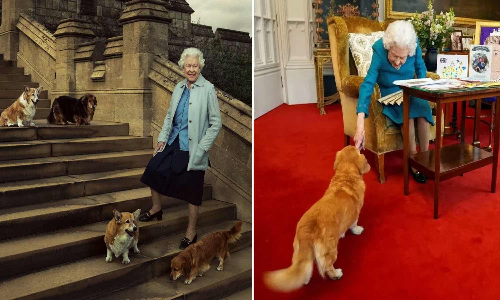 ராணி எலிசபெத்தின் நாய்களை பராமரிக்கும் இளவரசர் ஆண்ட்ரூ