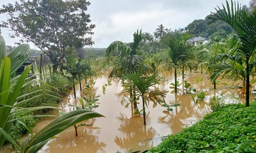 கூடலூர் பகுதியில் தொடர் மழை: பாக்கு, வாழை பயிர்கள் வெள்ளத்தில் மூழ்கியது