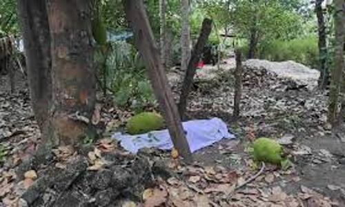 வெட்டிய மரம் விழுந்து முதியவர் பலி