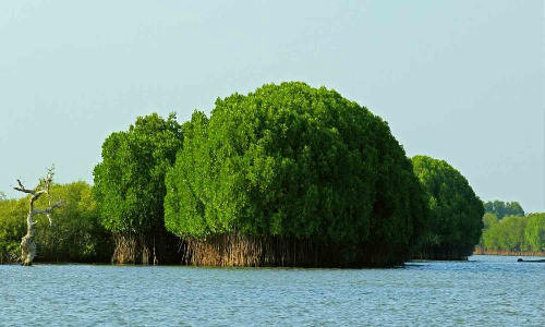 உடுமலை அமராவதி வனச்சரகங்களில் கிடப்பில் கிடக்கும் இயற்கை சூழல் சுற்றுலா திட்டம் -  சுற்றுலா பயணிகள் ஏமாற்றம்