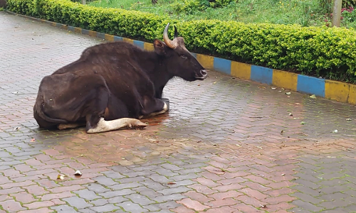 ஊட்டியில்  காயம் அடைந்த காட்டெருமைக்கு சிகிச்சை அளிக்க வேண்டும்