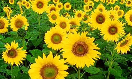 நல்ல விலை கிடைப்பதால்  சூரியகாந்தி சாகுபடியில் ஆர்வம் காட்டும் விவசாயிகள்