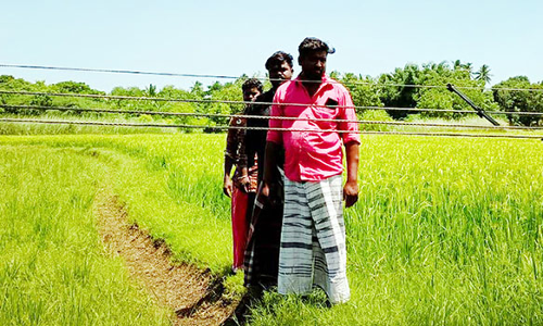 வயல்களில் தாழ்வான நிலையில் செல்லும் மின்கம்பிகள்