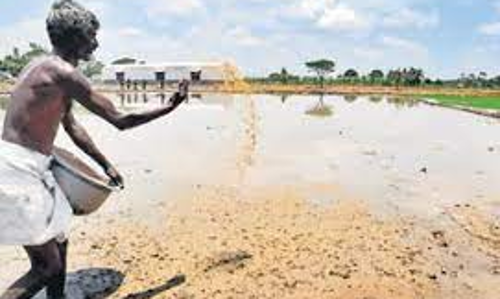 விவசாயிகள் அதிக லாபம் பெற நேரடி நெல் விதைப்பு - வேளாண்மை இணை இயக்குநர் ஆலோசனை